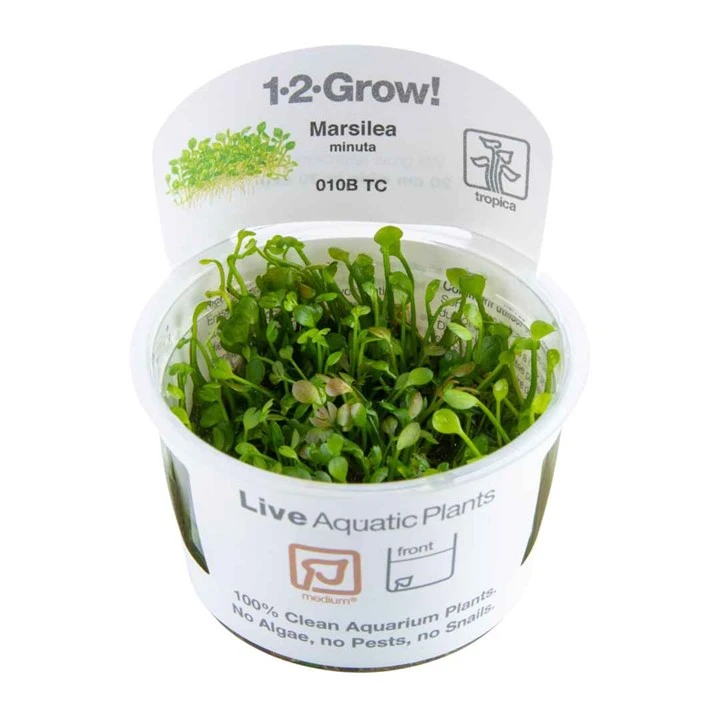 Tropica Marsilea minuta 1-2-GROW x 3